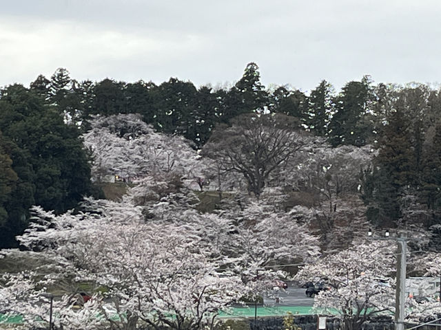 🌸【雨中偕樂園．櫻花靜賞漫旅】探訪日本三大名園之一｜水戶最值得造訪的春日秘境