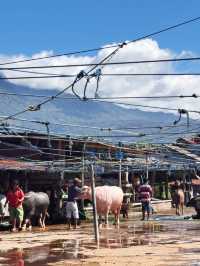 The majestic Toraja