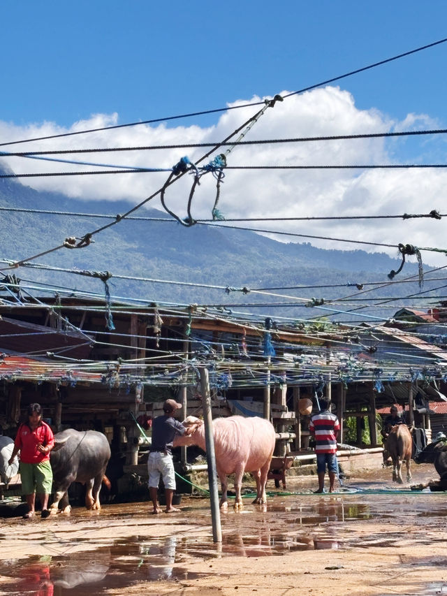 The majestic Toraja