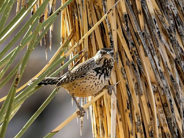 Desert Wonders: Hiking the Hidden Valley Trail in Joshua Tree