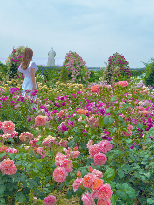 大阪 ︎❤︎2,400株が咲き誇る🌹🌹🌹260円で見れる絶景〜♡ 