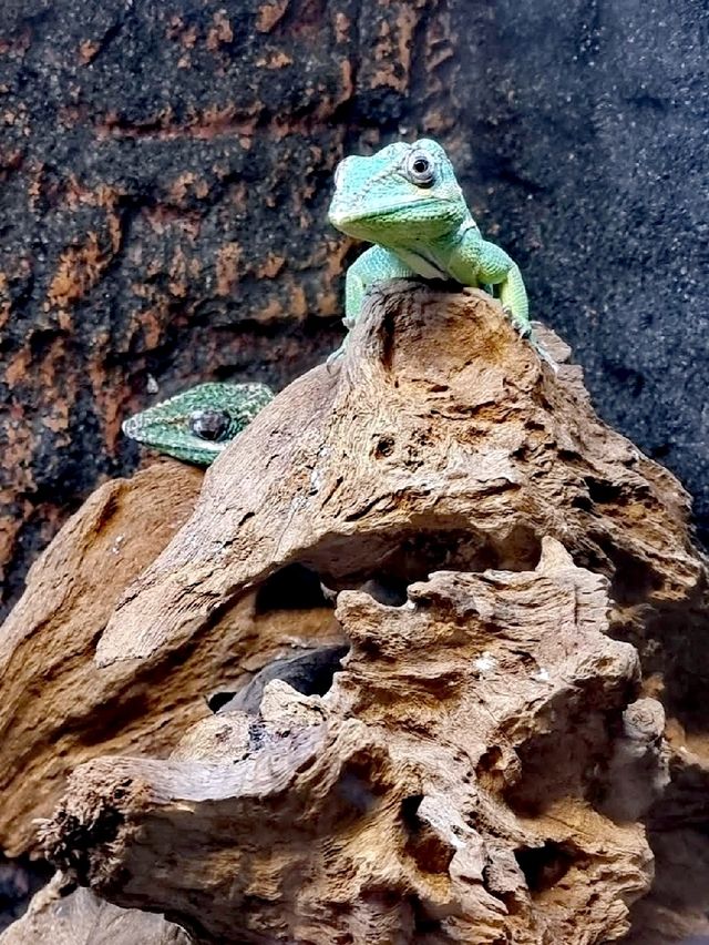 馬尼拉海洋公園