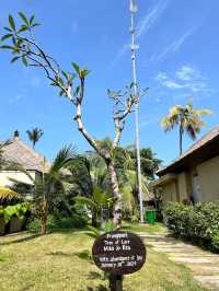 The Patra Bali Resort & Villas