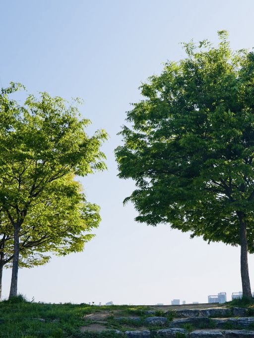A Refreshing Escape to Misa lake Park (미사경정공원)
