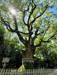 A Relaxing Day in Nagoya – Castles, Shrines & Strolling