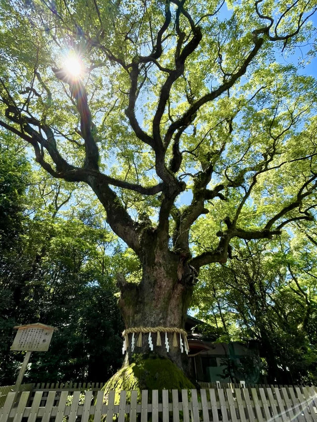 A Relaxing Day in Nagoya – Castles, Shrines & Strolling