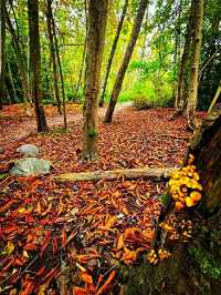 Pacific Spirit Regional Park – Vancouver’s Wild Coastal Forest