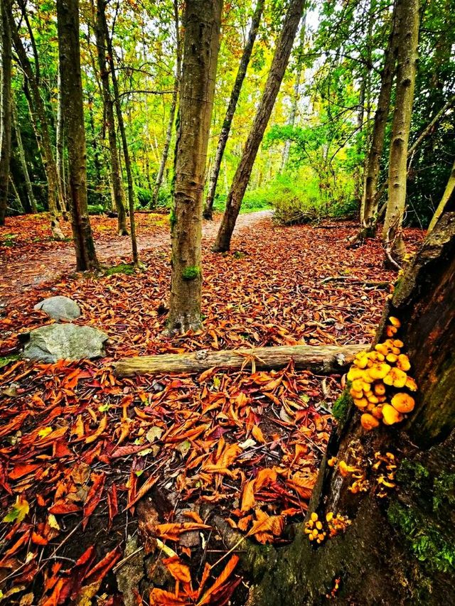 Pacific Spirit Regional Park – Vancouver’s Wild Coastal Forest