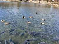 Hoshino Hakkai: A Hidden Paradise of Crystal Waters and Fuji Views