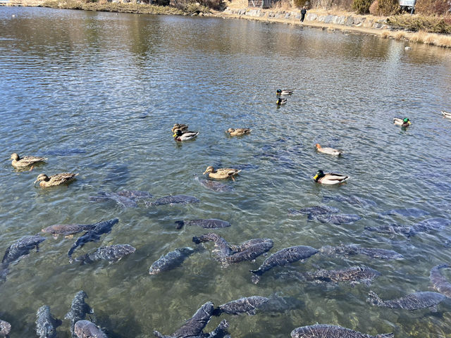 Hoshino Hakkai: A Hidden Paradise of Crystal Waters and Fuji Views