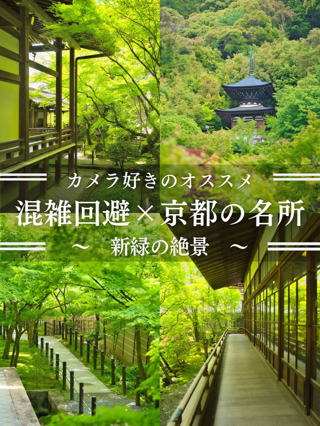 【行く前にこれ見て】瑞々しい翠の世界で心洗われる青もみじの絶景🌿※周辺観光情報付き
