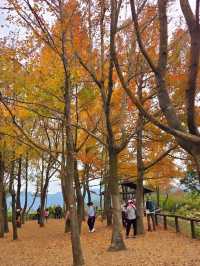 Getting Lost in the Magic of Sweet Gum Woods