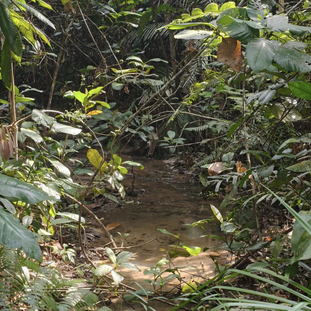 Weekend MacRitchie Hike — 12km Trek 🥾🌿