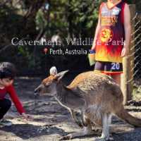 Perth | The Most Fun Activity at Caversham Wildlife Park