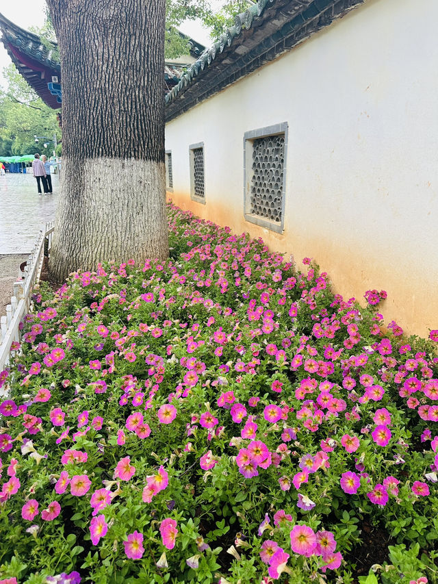 🌸 A Bloom-Filled Getaway to China’s Eternal Spring City🌸