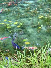 🎨🌿 【岐阜・モネの池】 “水の上に浮かぶ絵画”に、会いにいく。