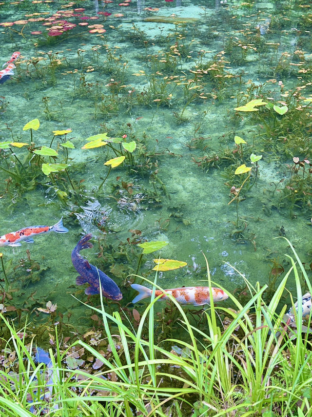 🎨🌿 【岐阜・モネの池】 “水の上に浮かぶ絵画”に、会いにいく。