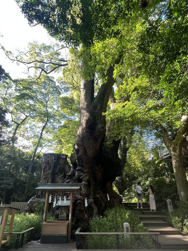 🌿【熱海・來宮神宮】樹齢2000年の御神木に会いに行く、癒しのパワースポット