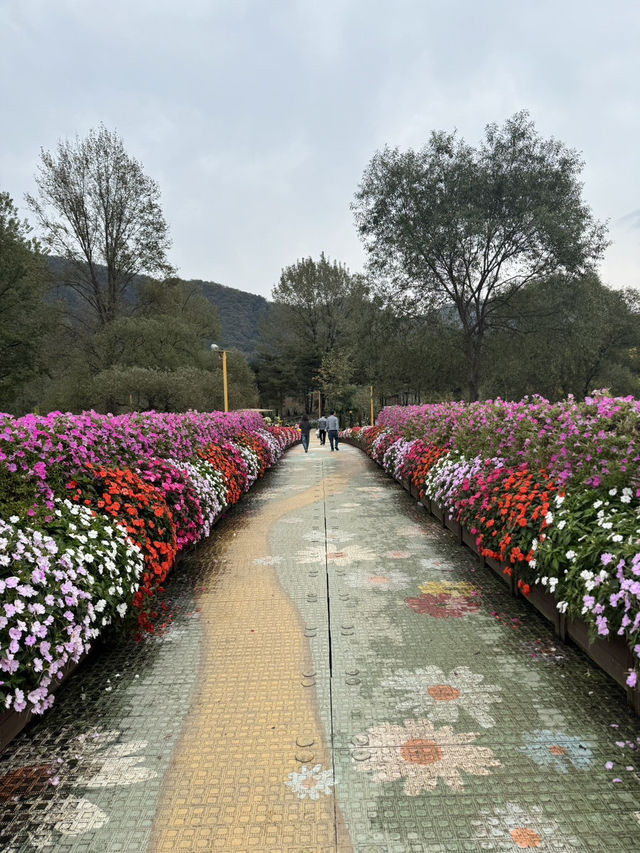 가평 자라섬 남이섬 남도 꽃정원 근교 나들이코스 추천