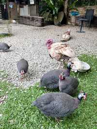 Kebun-Kebun Bangsar: Serene Urban Farm Oasis in the Heart of KL 