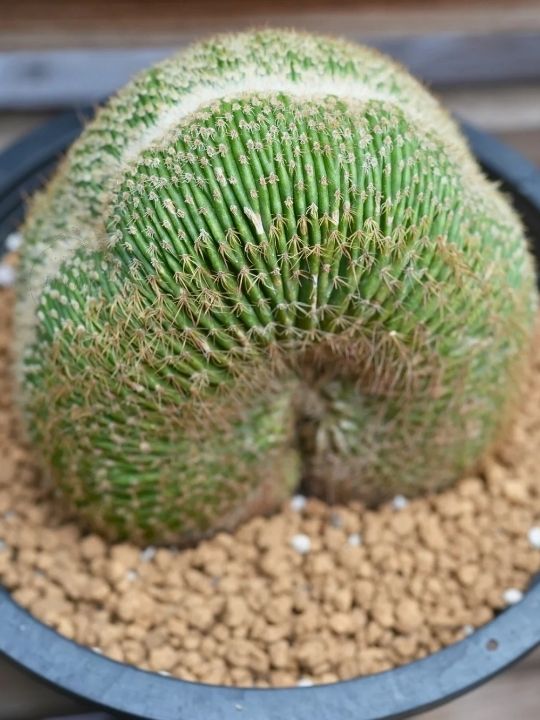 🤩 จันทรา รีสอร์ท