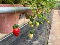 🍓Not Just Strawberries — Big Strawberry Farm, Cameron Highlands