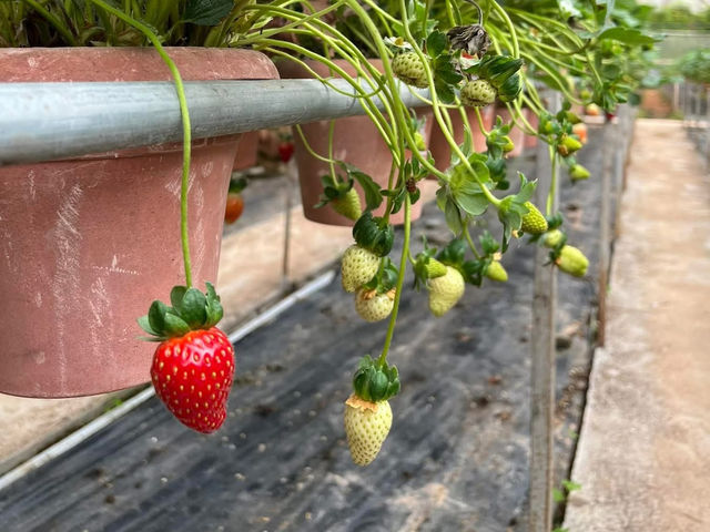 🍓Not Just Strawberries — Big Strawberry Farm, Cameron Highlands