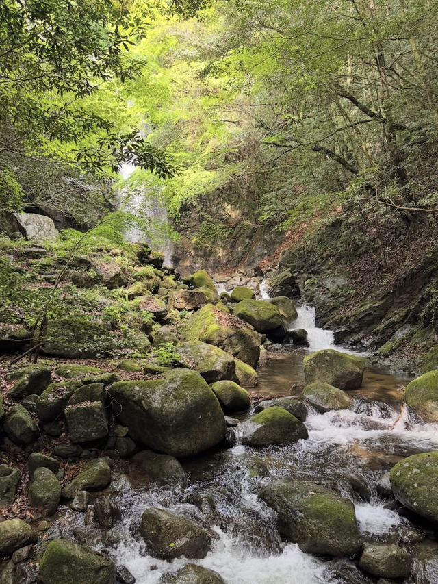 【伝説と紅葉が彩る癒しの滝🌿白藤の滝で静寂と出会う旅】