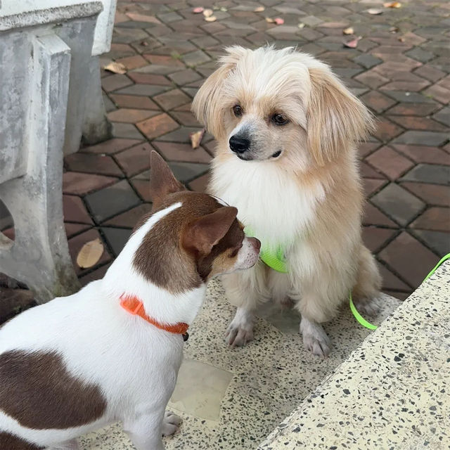 หมู่บ้านช้างสุรินทร์ น้องหมาเข้าได้🐶