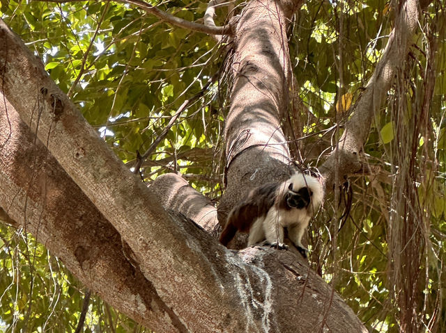【Parque del Centenario｜カルタヘナ中心にひっそり息づく野生の楽園】