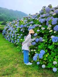 濟州城山日出峰⛰️繡球花盛開💙💜