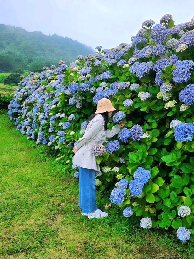 濟州城山日出峰⛰️繡球花盛開💙💜