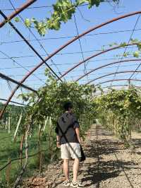 Discover the Winery in Tashkent, Uzbekistan 🍷🇺🇿 
