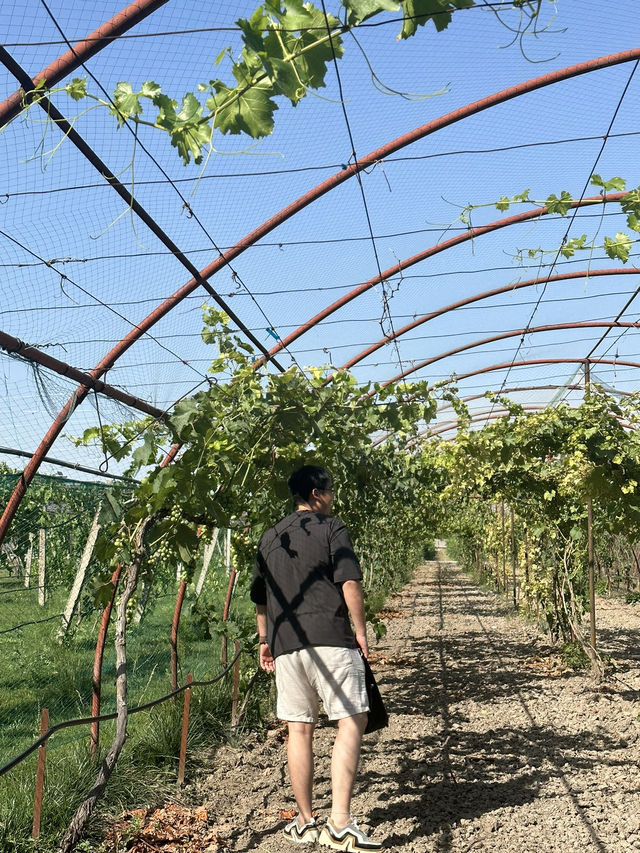 Discover the Winery in Tashkent, Uzbekistan 🍷🇺🇿 