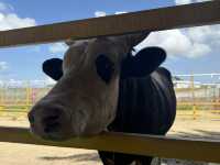 A Great Day Out with Kids at Desaru Mini Zoo!