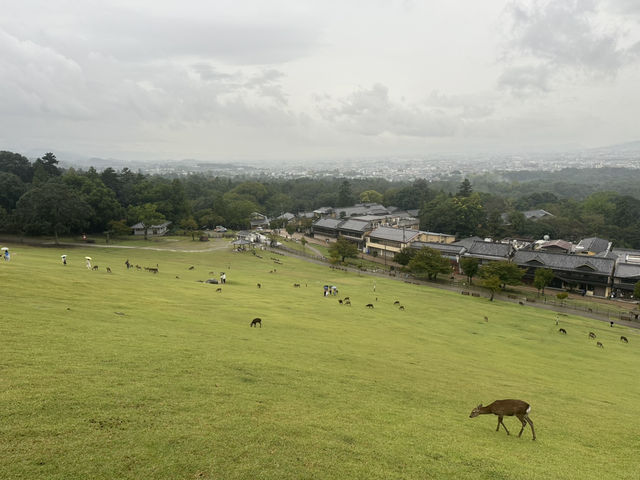 若草山：在奈良的自然懷抱中，享受壯麗的景色與心靈的寧靜！