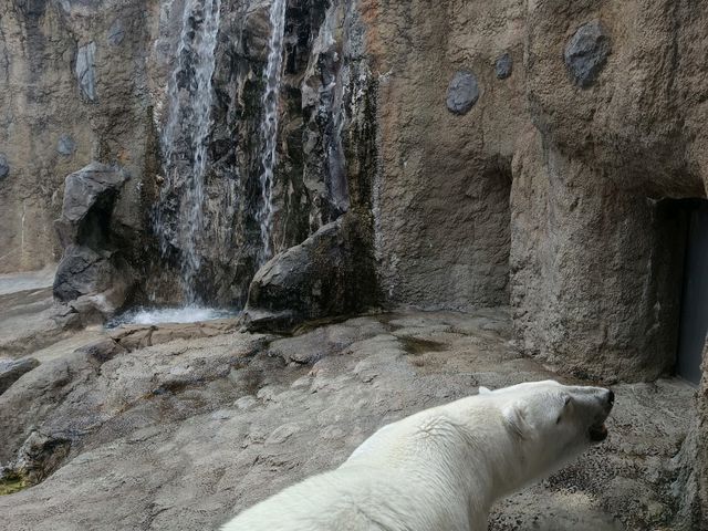旭川巴士2日遊-常磐公園，旭山動物園