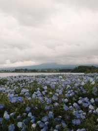 A Glimpse of Fuji, A Flood of Emotion