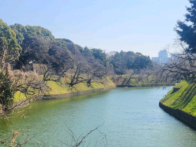 도쿄 고쿄 산책｜도심 속 고요함을 걷다 🚶‍♀️