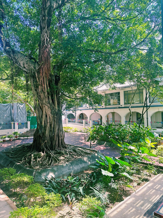 繁華鬧市中，寧靜博物館🌳