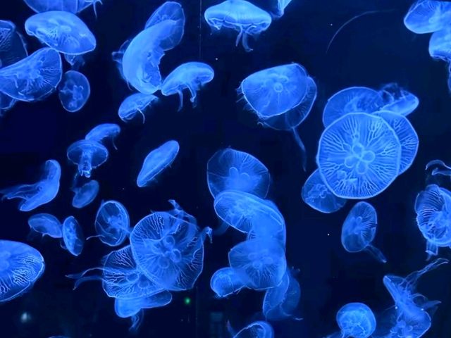Relaxing Moments at Sea Paradise, Yokohama