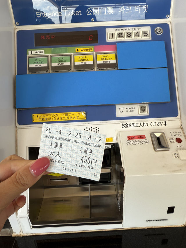 네모필라와 벚꽃을 같이 볼 수 있는 날을 놓치지 마세요!