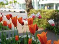 🌸 Walking Through History: A Peaceful Stroll at Goryōkaku Park