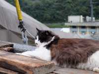 Houtong Cat Village- Taiwan
