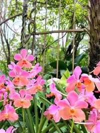 Discovering the Botanic Gardens Singapore