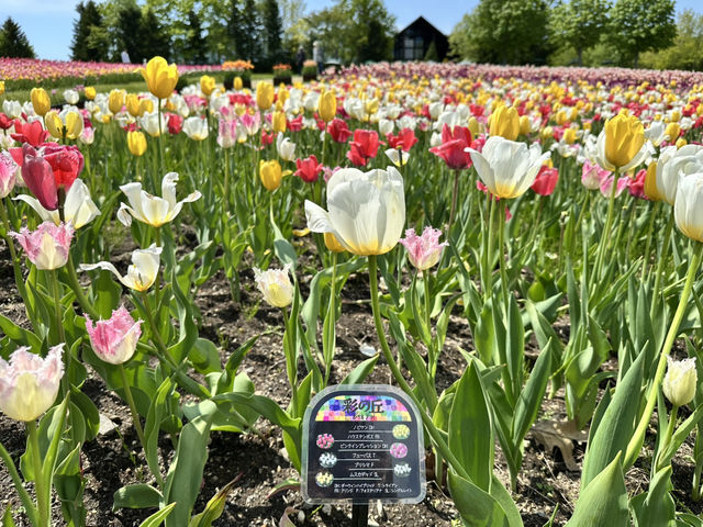 北海道賞花季節💐滿開的鬱金香花田🌷