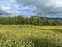 🌻✨ Xizhou Fields: A Day of Unexpected Beauty and Breezy Rides