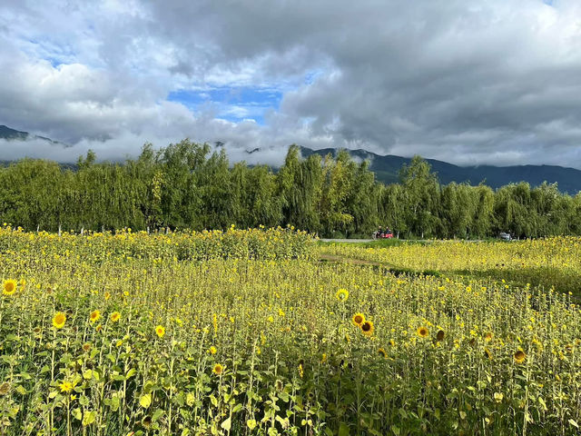 🌻✨ Xizhou Fields: A Day of Unexpected Beauty and Breezy Rides