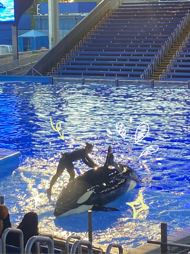 🌊🐬 SeaWorld San Antonio สนุก ครบ จบที่เดียว