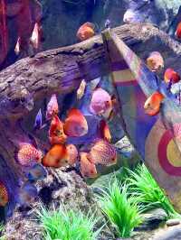 The Sea Shell-越南最大的水族館，吸睛巨型海龜造型